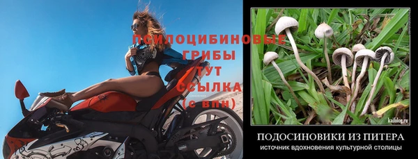 ГАЛЛЮЦИНОГЕННЫЕ ГРИБЫ Баксан
